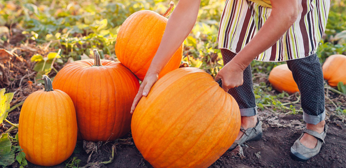 Calabaza Propiedades Beneficios Y Valor Nutricional