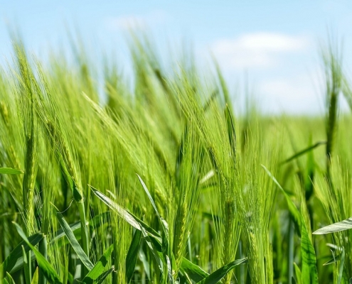 campo de trigo con un fondo de cielo despejado
