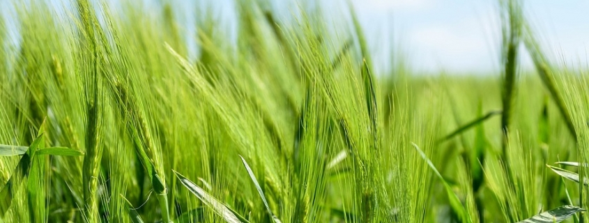 campo de trigo con un fondo de cielo despejado