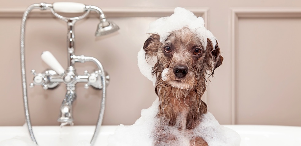 perro en una bañera lleno de espuma, es importante que las mascotas estén limpias
