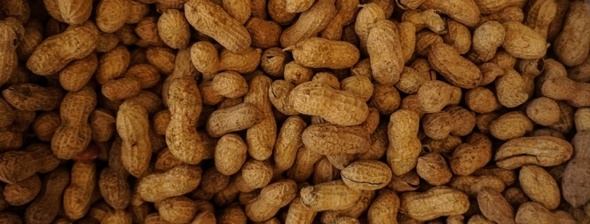 los cacahuetes suelen dar lugar a alergias alimentarias