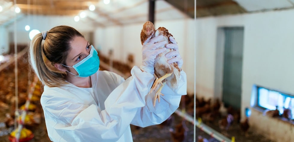 chica con mascarilla sosteniendo un pollo en una granja de pollos sin gripe aviar