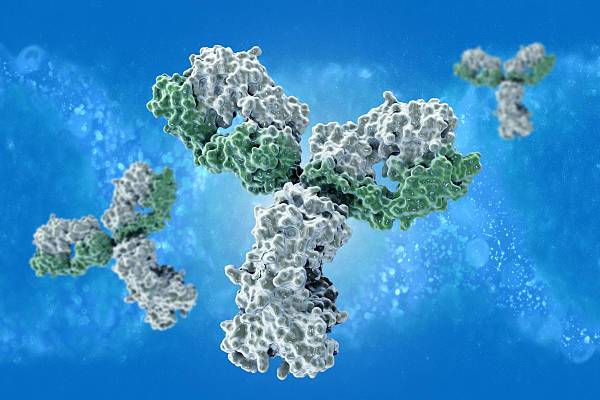 Las células T participan en la producción de anticuerpos