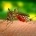 El virus del Nilo occidental infecta a insectos y aves