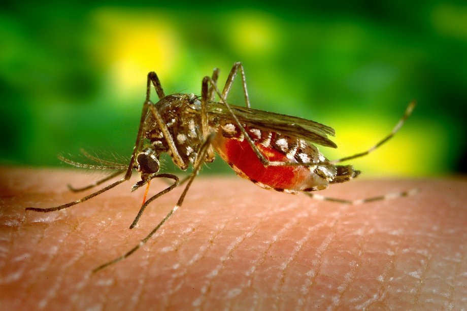 El virus del Nilo occidental infecta a insectos y aves