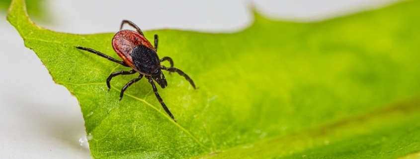 Las garrapatas contagian la enfermedad de Lyme