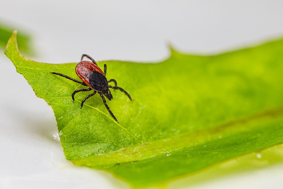 Las garrapatas contagian la enfermedad de Lyme