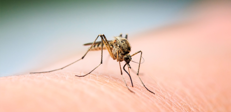 mosquito a punto de picar, son transmisores de muchas enfermedades