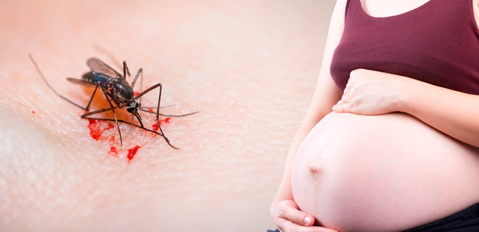 embarazada y mosquito chupando sangre, portador de virus como el zika
