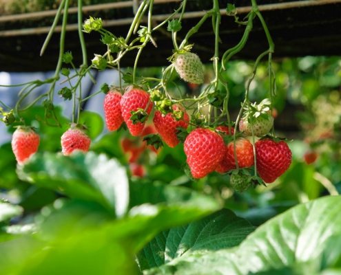 plantar fresas en tu huerto urbano