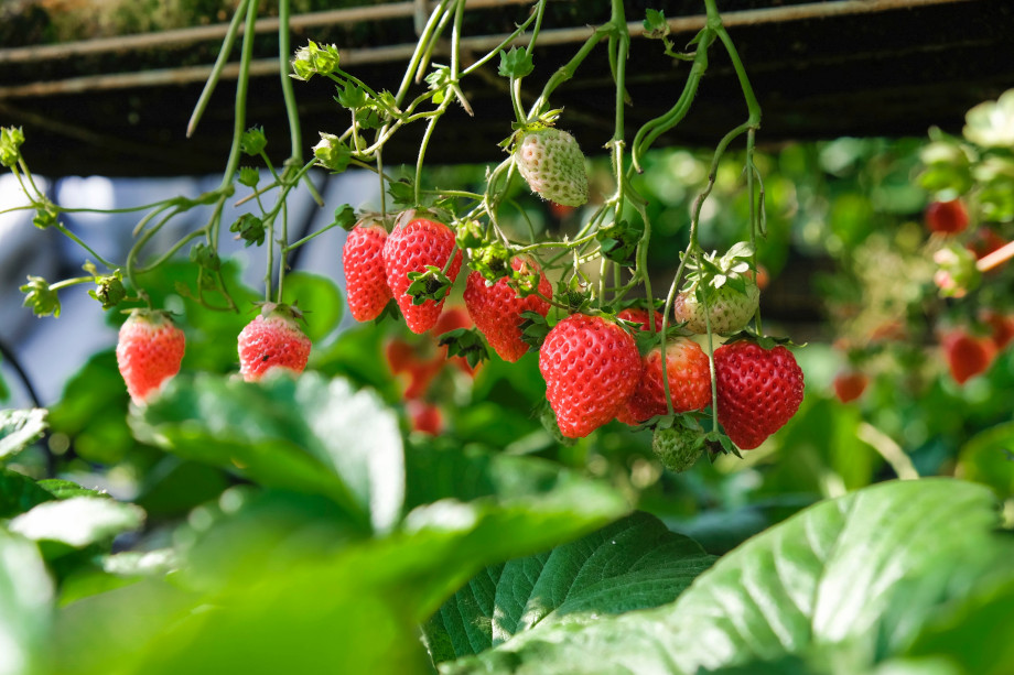 plantar fresas en tu huerto urbano