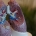 sintomas de la bronquitis crónica afecta aire que llega a los pulmones