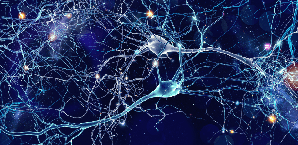 se regeneral las neuronas