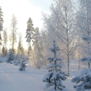 bosque nevado porque llega el invierno