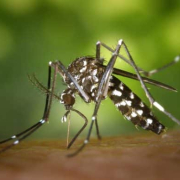 mosquito del zika