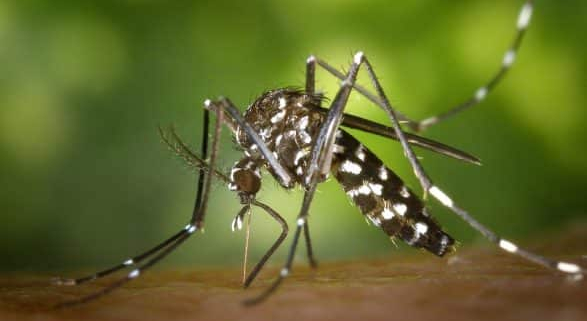 mosquito del zika