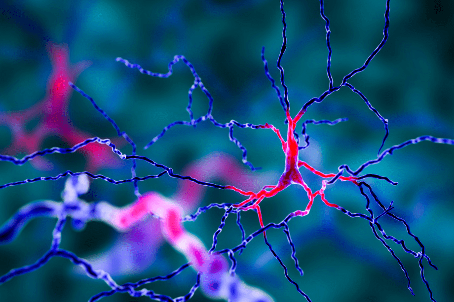 representación de la dopamina en el cerebro