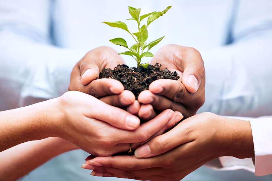 Plantas, manos y trabajo en equipo de empresarios para el crecimiento ecológico, el apoyo a la sostenibilidad y la agricultura.