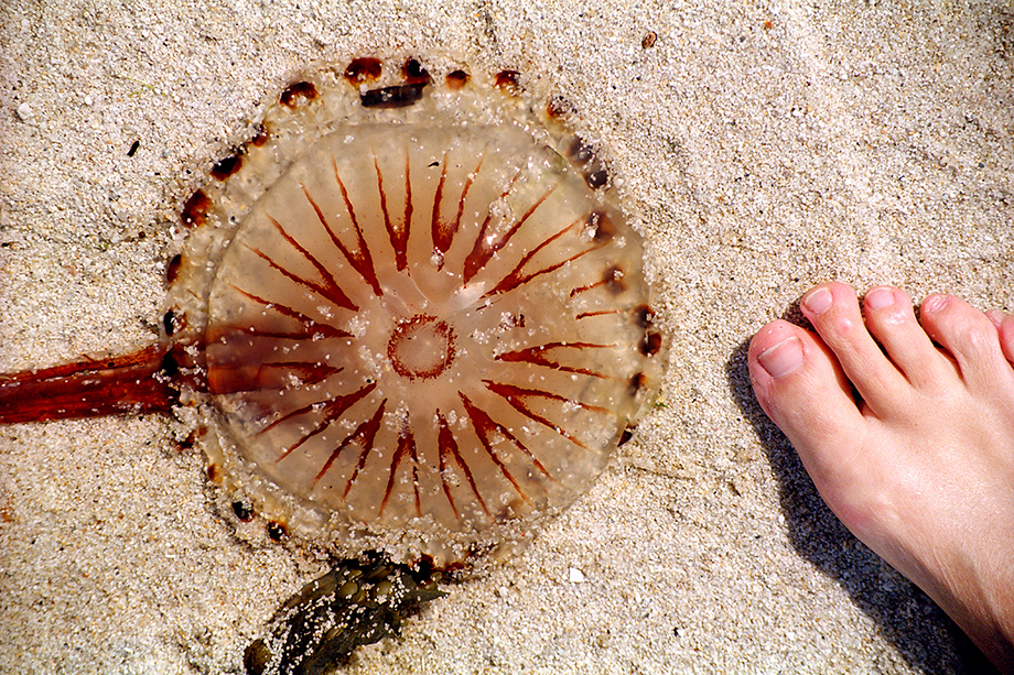 medusa en la arena al lado de un pie