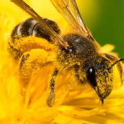 polen de abeja