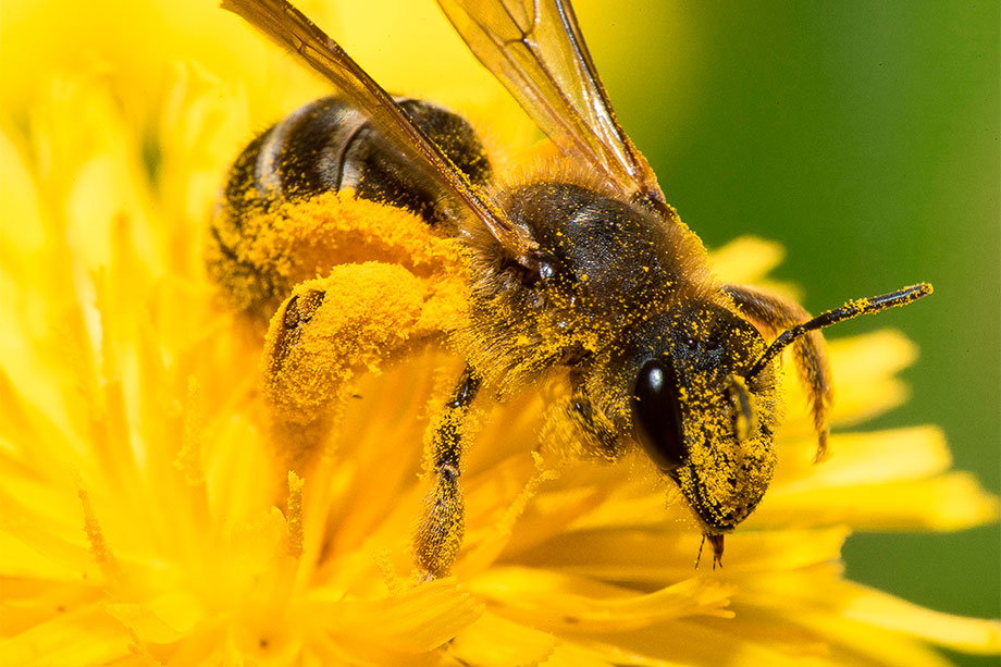 polen de abeja