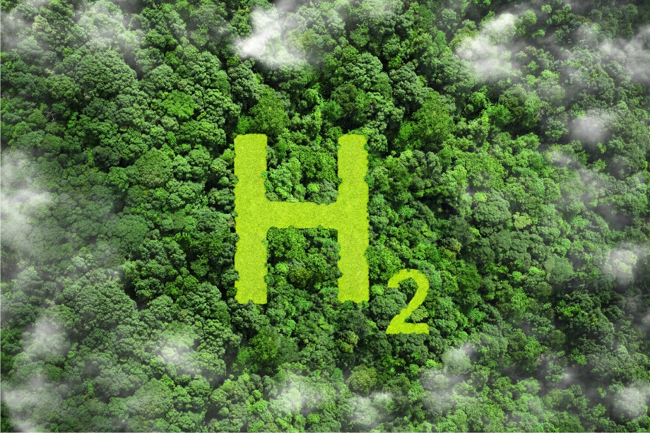hidrogeno verde bosque