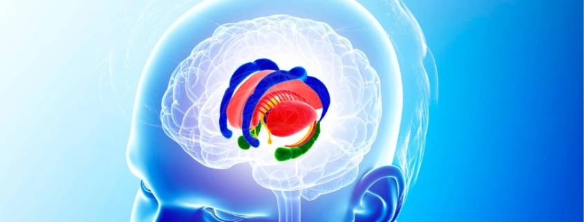 sistema limbico anatomia