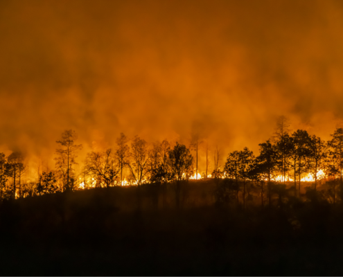 incendio forestal nivel 1