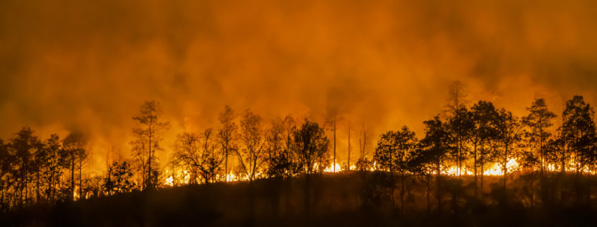 incendio forestal nivel 1