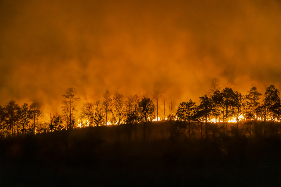 incendio forestal nivel 1