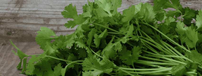 propiedades del cilantro para la salud