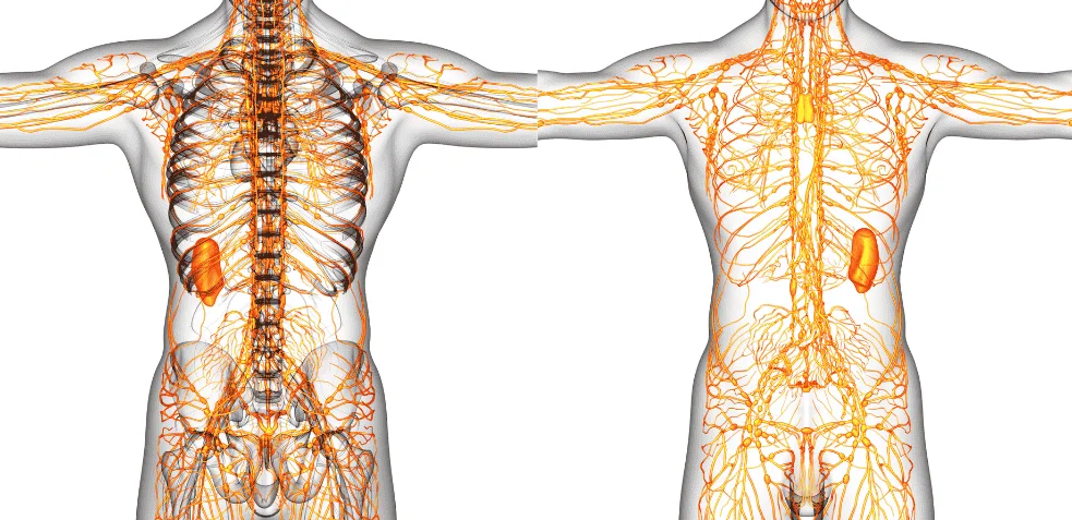 Representación detallada de la red linfática en el cuerpo”