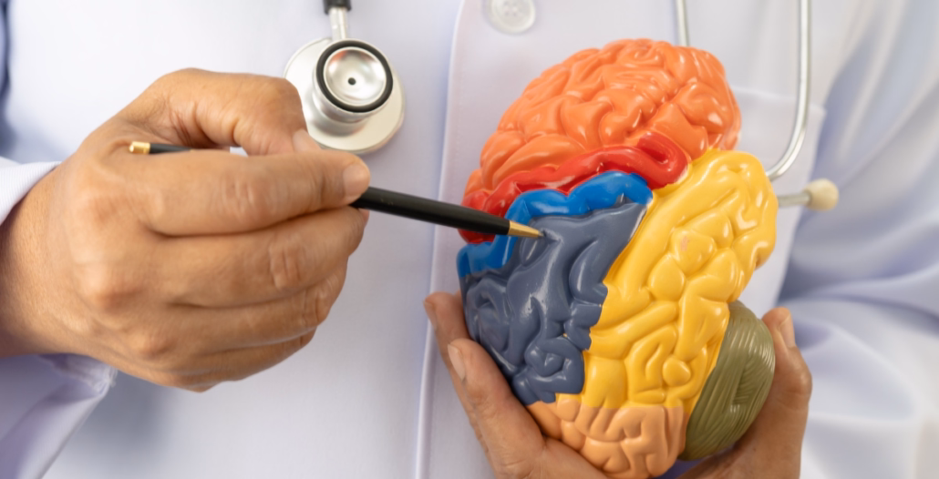 Médico señalando el hipotálamo en un modelo de cerebro humano